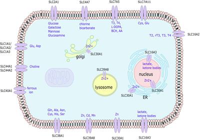 Solute carrier nutrient transporters in rheumatoid arthritis fibroblast-like synoviocytes